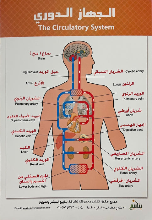 بوستر جسم الإنسان