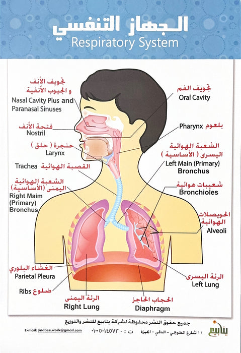 بوستر جسم الإنسان