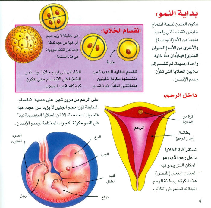 من أين يأتي الطفل؟